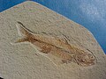 Eocene Amphiplaga brachyptera Fossil Fish from Green River Formation