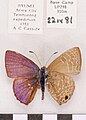 點尖角灰蝶 Anthene lycaenina