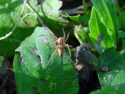 "Araña-Wolf spider"