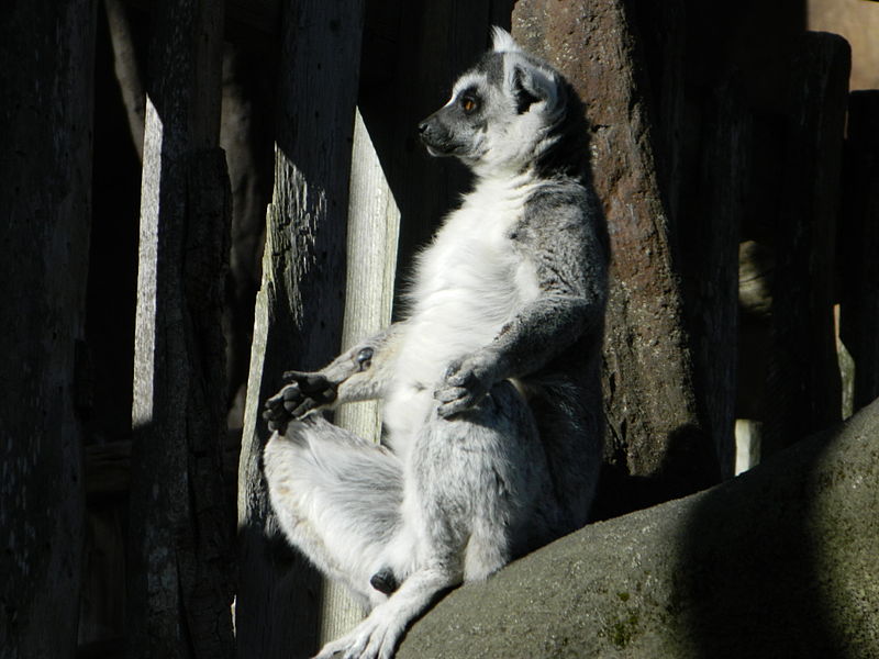 File:Buddha Lemur.JPG