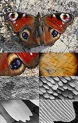 Butterfly magnification series