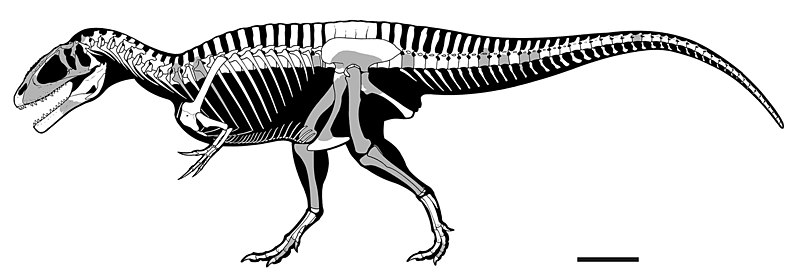 File:Carcharodontosaurus saharicus skeletal.jpg