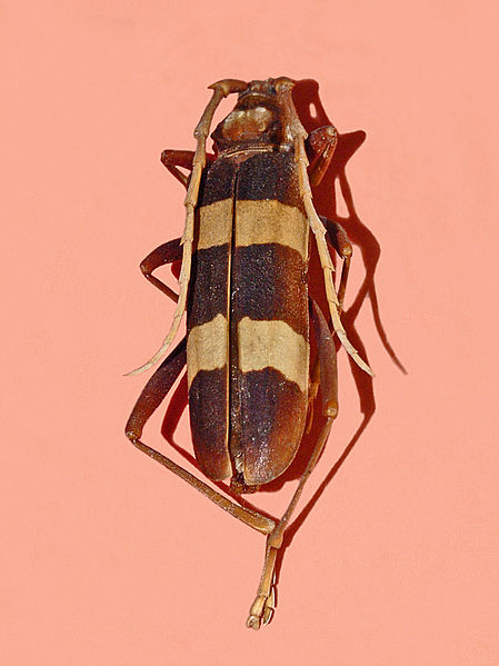 File:Cerambycidae - Aphrodisium griffithi.jpg