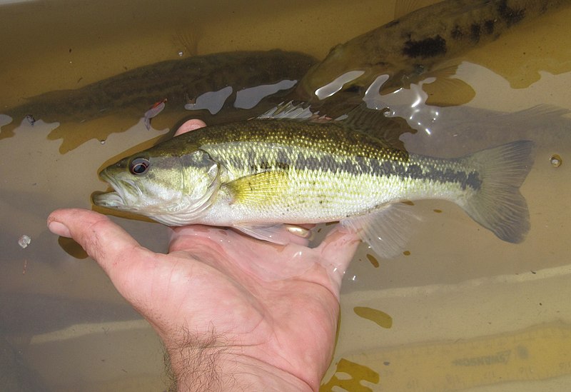 File:Choctaw bass.jpg