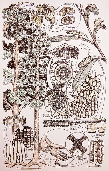 File:Dictyopteridium sporiferum reconstruction.jpg