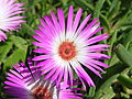 Livingstone daisy, C. bellidiforme