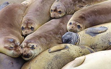 Northern elephant seals during molting season at Piedras Blancas beach, near San Simeon, California