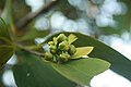 flower buds