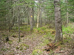 Northern landscape in Lincoln County's New Wood State Wildlife Area