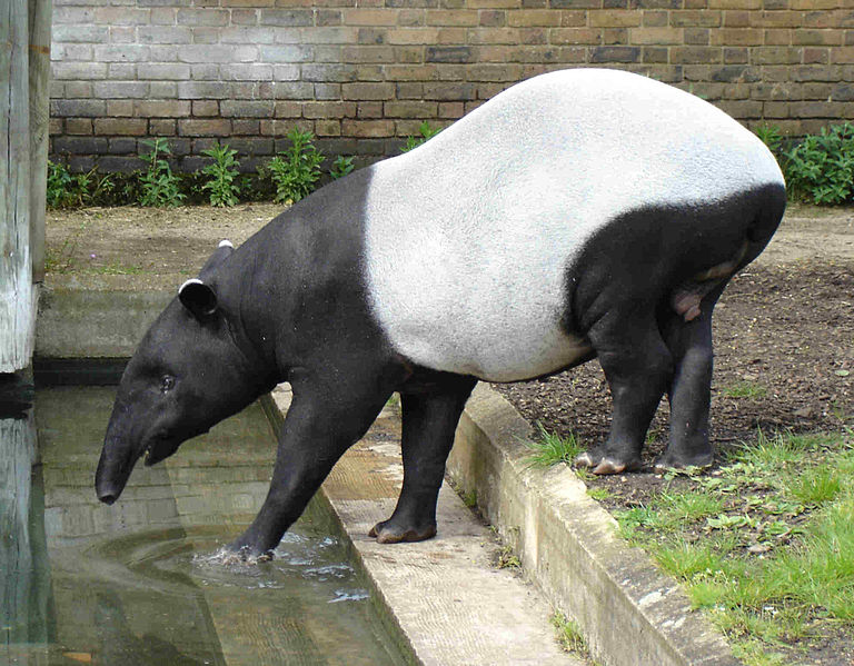 Файл:Malayan Tapir.JPG