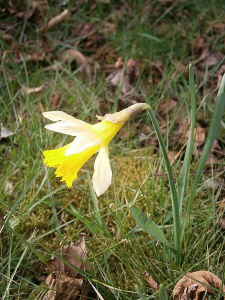 File:Narcissus pseudonarcissus closeup 04.JPG