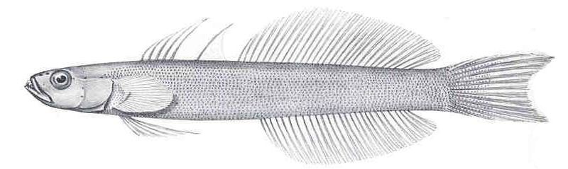 File:Ptereleotris microlepis.jpg