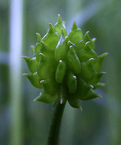 Файл:Ranunculus acris Fruchtstand.jpg