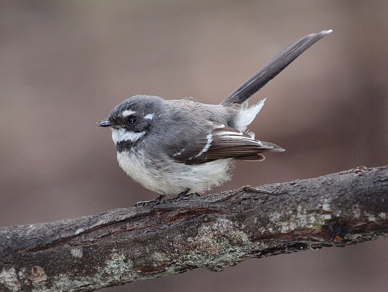 File:Rhipidura albiscapa -Canberra, Australia-8.jpg