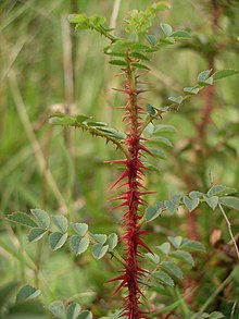 Rosa pimpinellifolia young stem.jpg