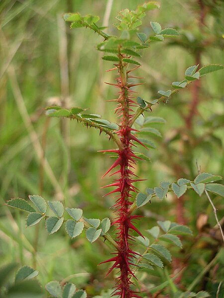 File:Rosa pimpinellifolia young stem.jpg