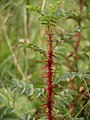 Young stem with spines.