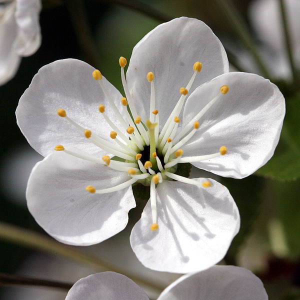 File:Schattenmorelle Bluete 01.jpg