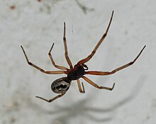 Steatoda nobilis (2007).jpg