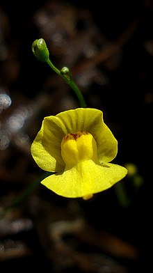 Utricularia gibba flower 01.jpg