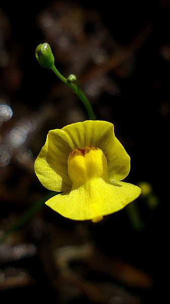 Файл:Utricularia gibba flower 01.jpg