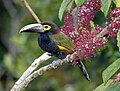 Thumbnail for Yellow-eared toucanet