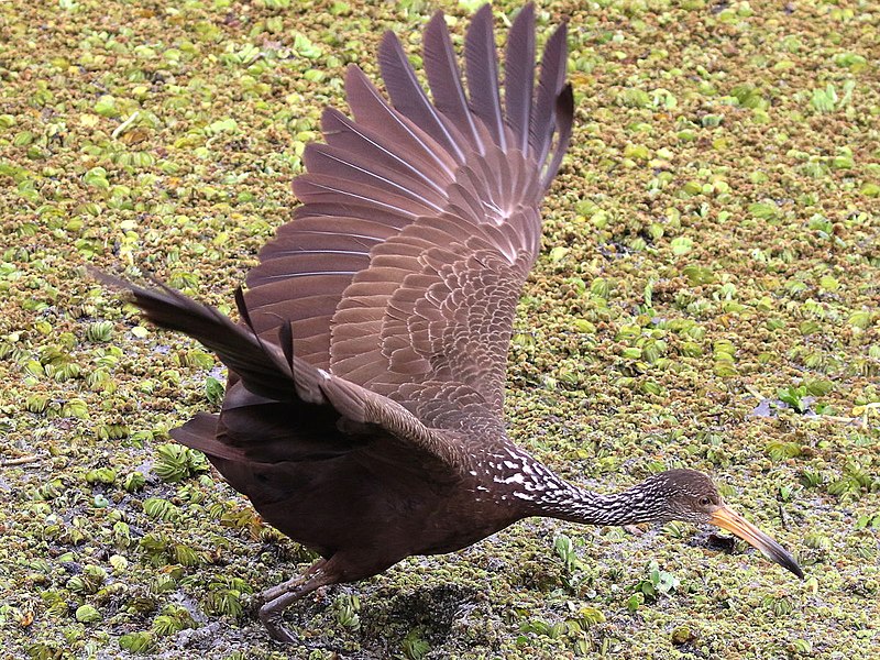 File:Aramus guarauna-takes off.jpg