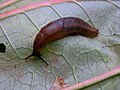 Red slug, Arion rufus - red color form on a rhubarb leaf, in England