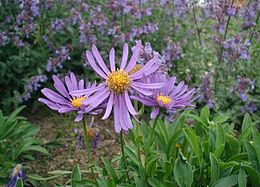 高山紫菀 Aster alpinus