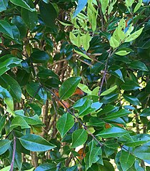 Bright green leafage of Bartlett's rātā, in Ōtari-Wilton's Bush