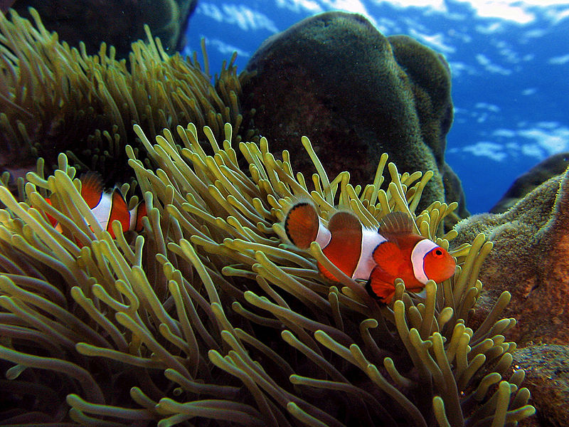 File:Clownfish sprain water3.jpg