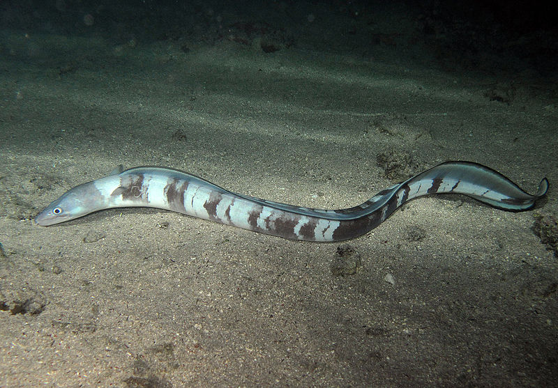 File:Conger cinereus, de nuit.jpg