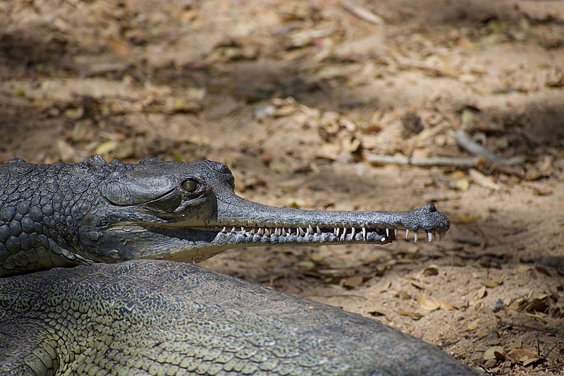 File:Crocodile Bannerghatta.jpg