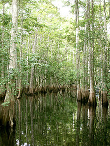 Cypress trees Tosohatchee.JPG