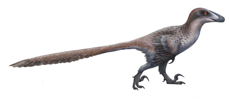 File:Deinonychus ewilloughby (flipped).png