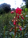 Miniatura para Escallonieae