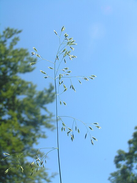 Файл:Festuca altissima.JPG