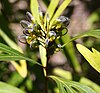 Grevillea venusta