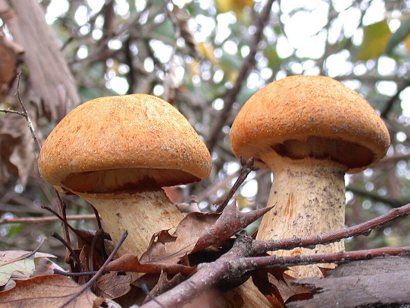 Archivo:Gymnopilus spectabilis.jpg