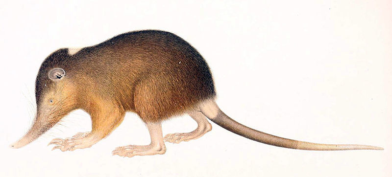 File:Hispaniolan solenodon.jpg