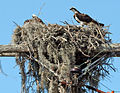 Ospreys adapt well to urban environments, as can be seen here with a nest on a utility pole.