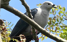 Таитянский плодоядный голубь, (Ducula aurorae)