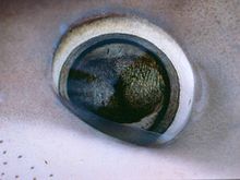 Prionace glauca eye.jpg