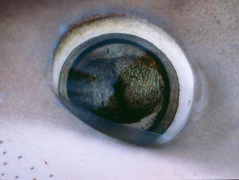 File:Prionace glauca eye.jpg