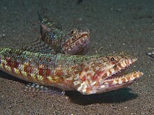 Reef Lizardfish.jpg