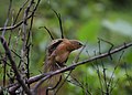 A rufous babbler at Nelliyampathy