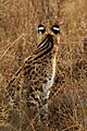 Serval from back, ocelli clearly visible on the ears