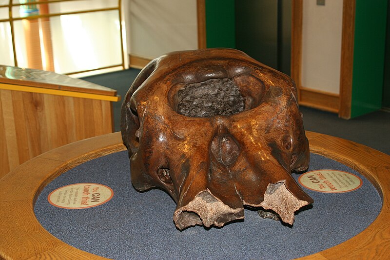 Archivo:TCMI Mastodon skull 1.jpg