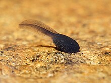 Tadpole (baby frog).jpg