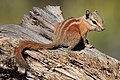 Hopi Chipmunk.